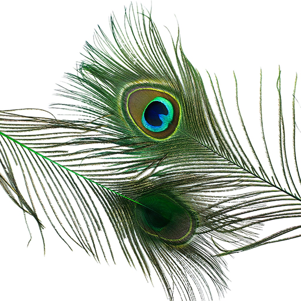 Bulk Peacock Eye Feathers (Full Eye) Stem Dyed - 100 pc - 8-15" -  Kelly