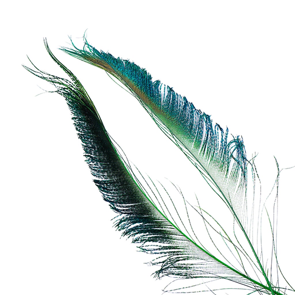 Bulk Peacock Sword Feathers Stem Dyed - 100 pc - 25-40" - Kelly