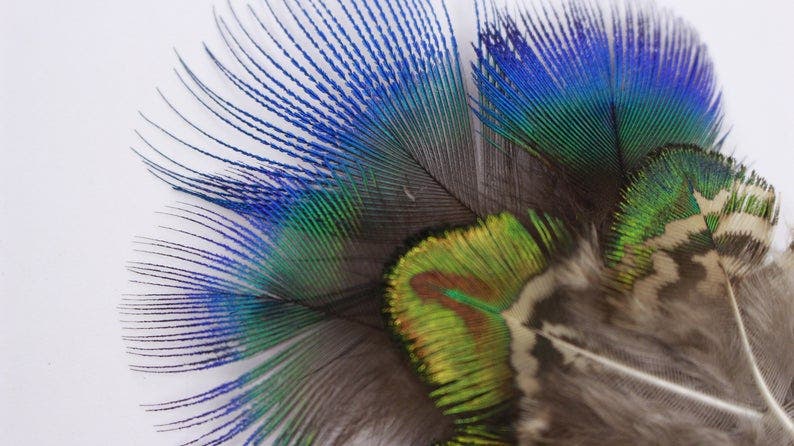 Blue and Green Gold Natural Peacock Plumage - 24 pcs