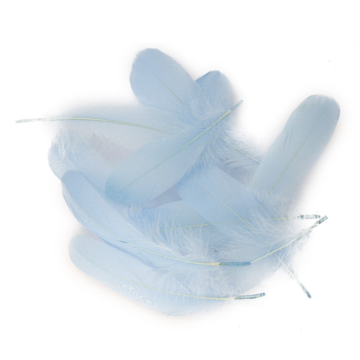 Goose Pallet Feathers 6-8" - 12 pc - Light Blue