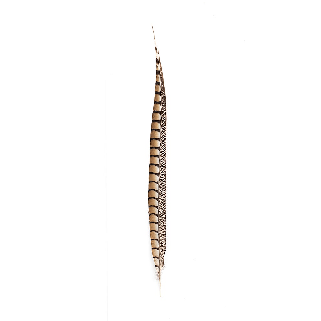 Lady Amherst Pheasant Tails - Natural - 20 - 30"