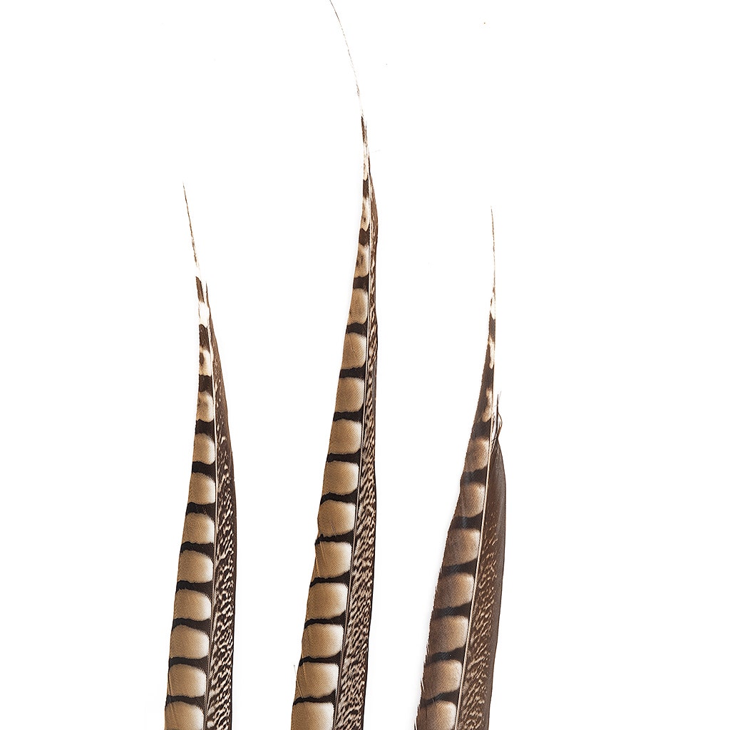 Lady Amherst Pheasant Tails - Natural - 20 - 30"