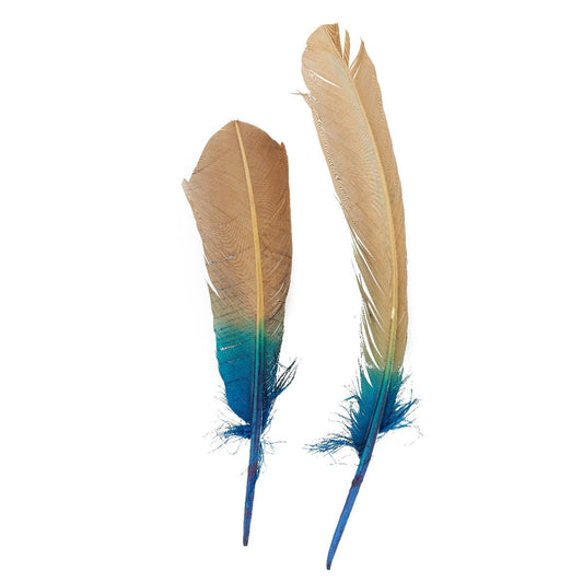 Ombré Turkey Quill Feathers 10-12” 2 pc -  Dark Turquoise - Camel