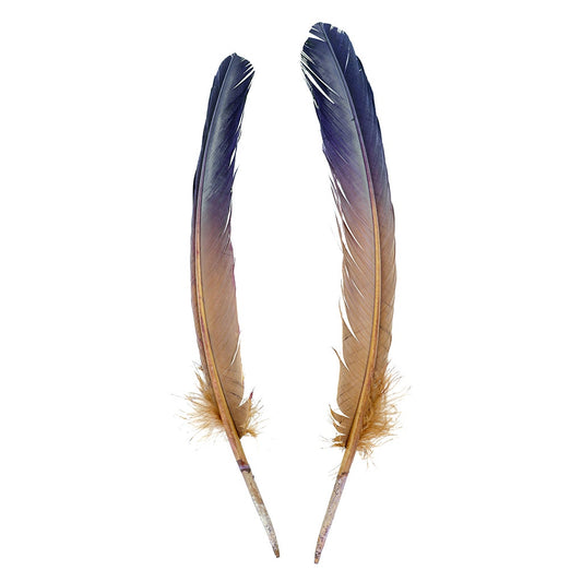Ombré Turkey Quill Feathers 10-12” 2 pc - Navy - Camel