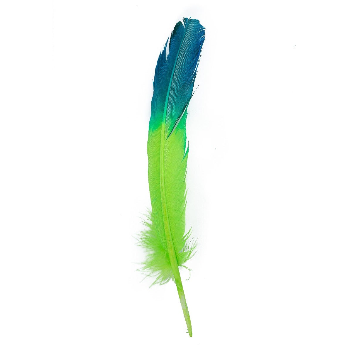 Ombré Turkey Quill Feathers 10-12” 2 pc -  Dark Turquoise - Lime