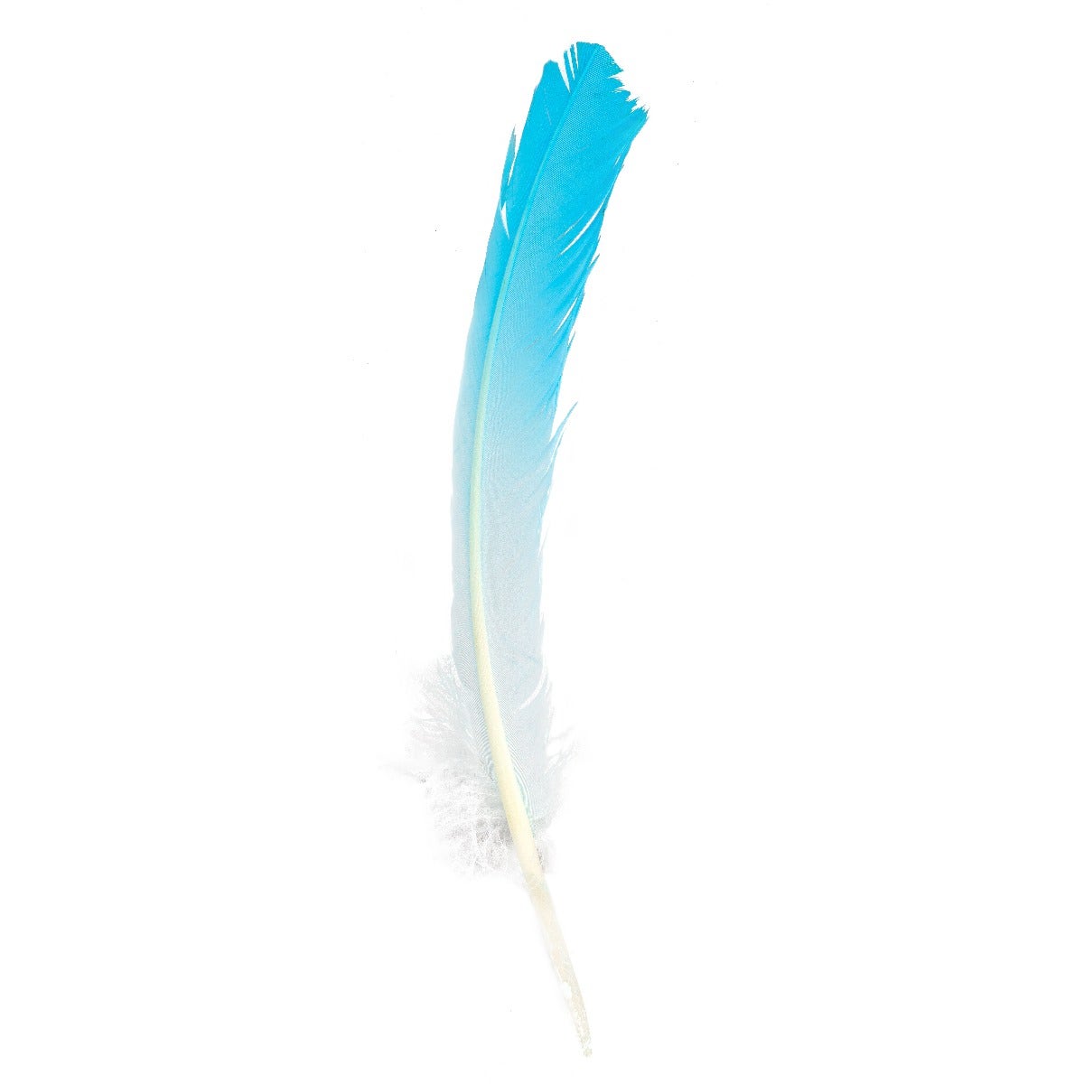 Ombré Turkey Quill Feathers 10-12” 2 pc - Light Turquoise /White