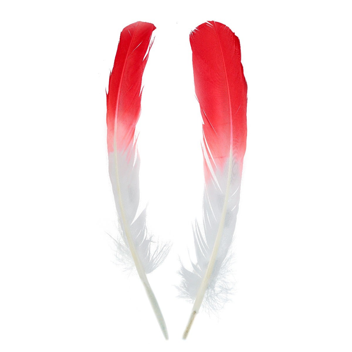 Ombré Turkey Quill Feathers 10-12” 2 pc - Coral/White