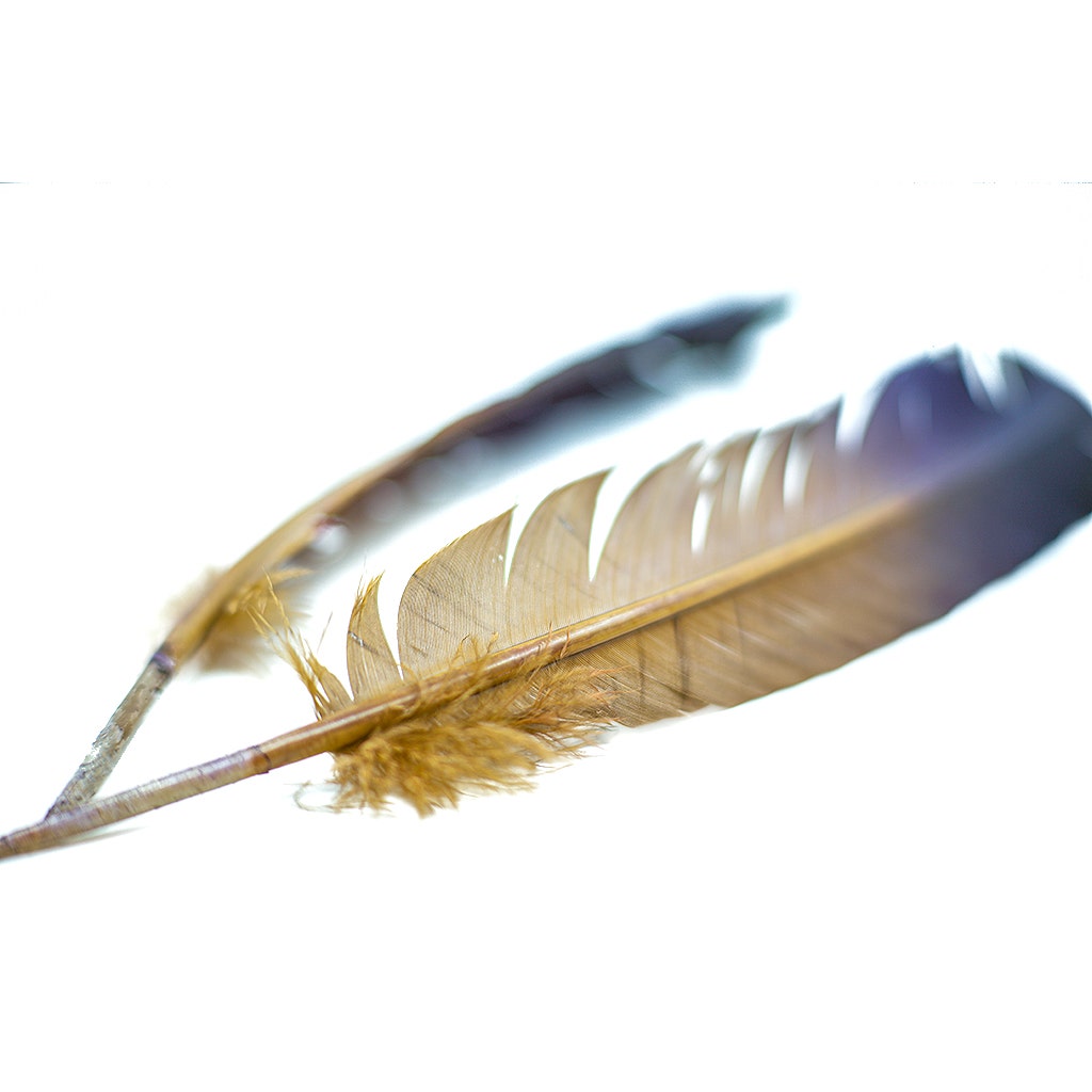 Ombré Turkey Quill Feathers 10-12” 2 pc - Navy - Camel