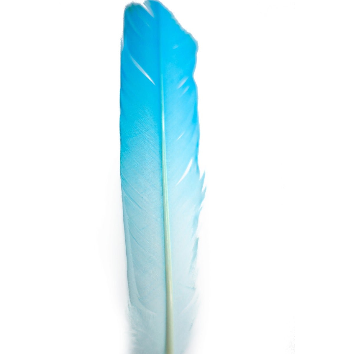 Ombré Turkey Quill Feathers 10-12” 2 pc- Light Turquoise - White