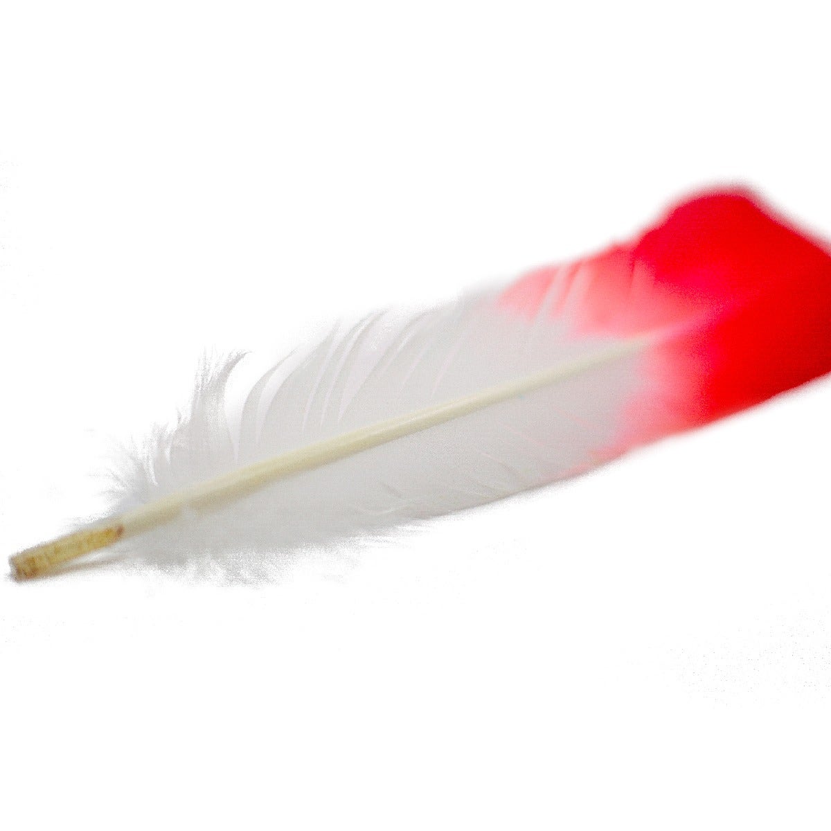 Ombré Turkey Quill Feathers 10-12” 2 pc - Coral/White