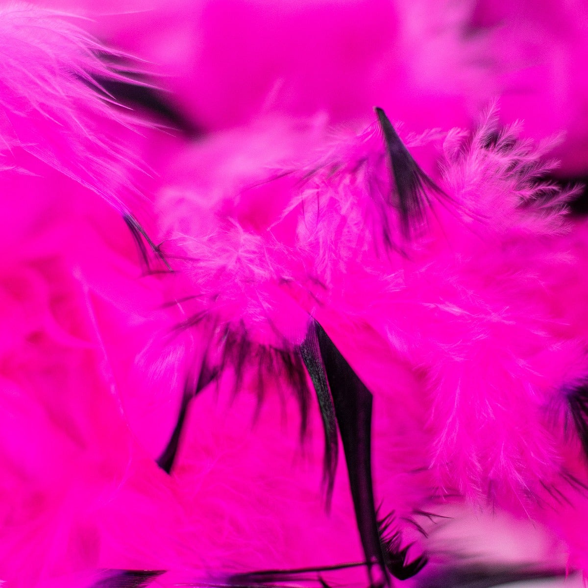 Chandelle Feather Boa - Medium Weight - Tipped - Shocking Pink/Black