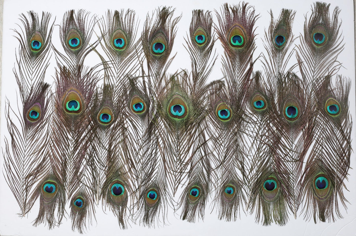 Peacock Feather Eyes Natural - 8-15"- 25pcs