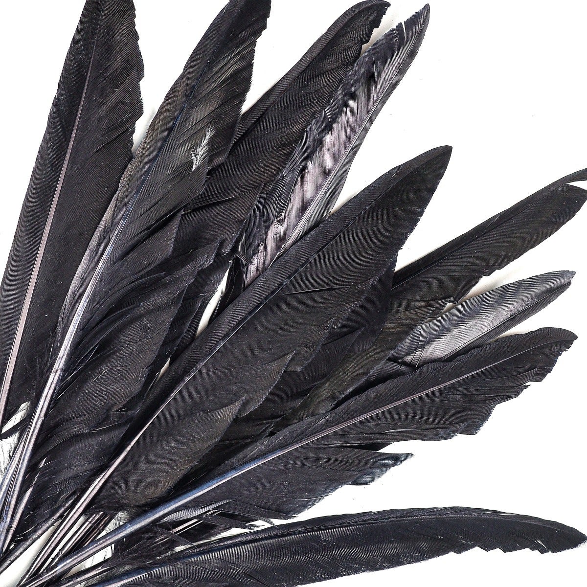 Zucker Feather - Ostrich Drabs Dyed - Black