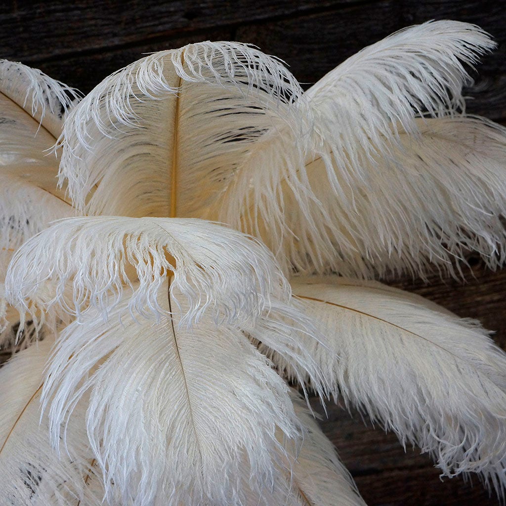 Large Ostrich Feathers - 17"+ Drabs - Ivory