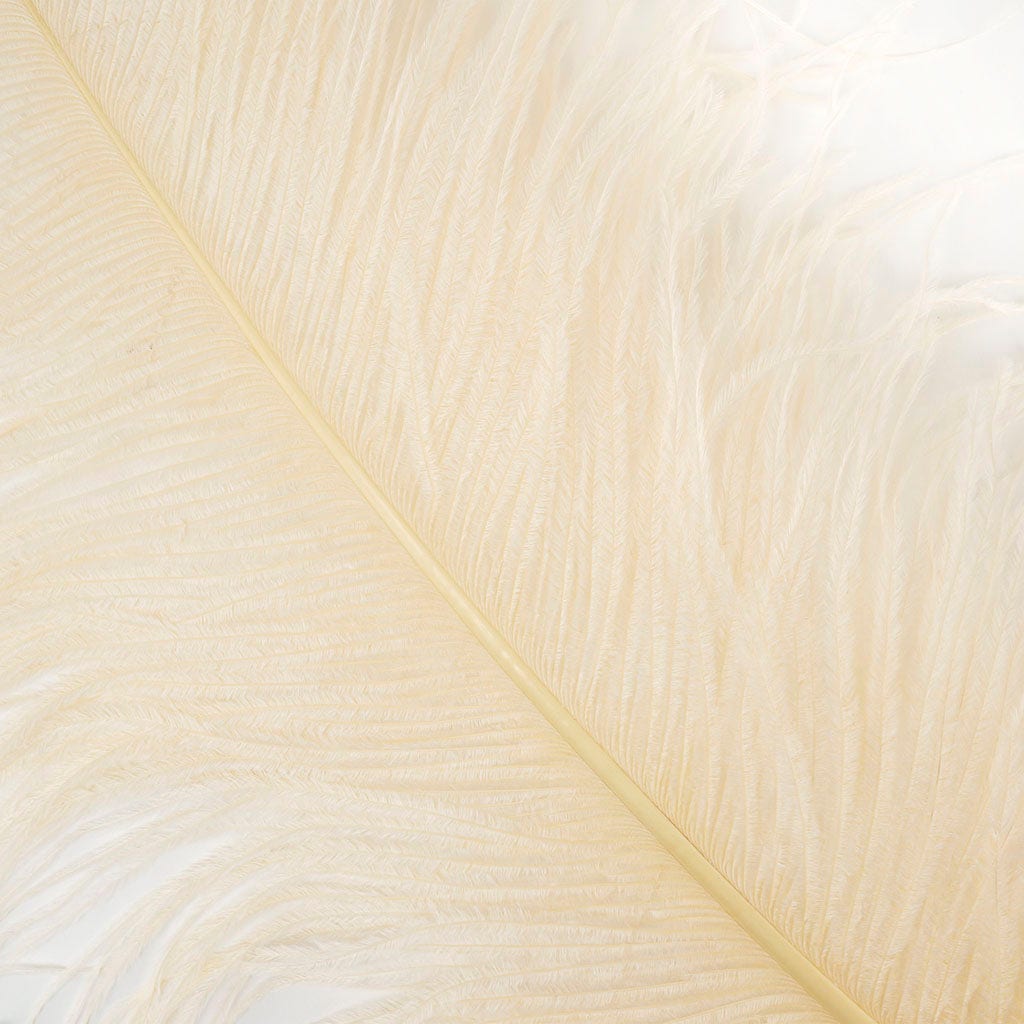 Large Ostrich Feathers - 24-30" Prime Femina Plumes - Ivory