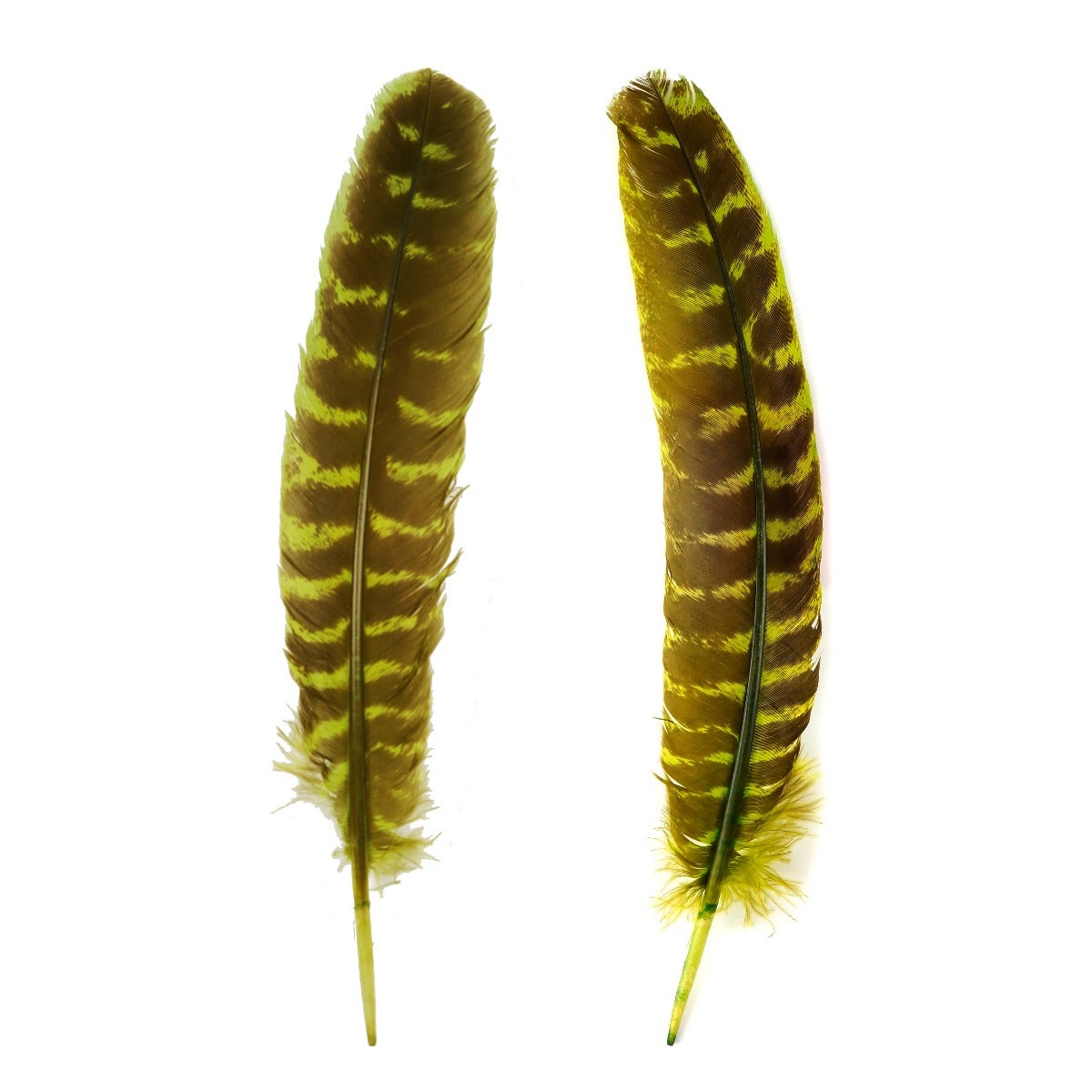 Barred Turkey Quills Wing Feathers 8-12" - Fluorescent Chartreuse