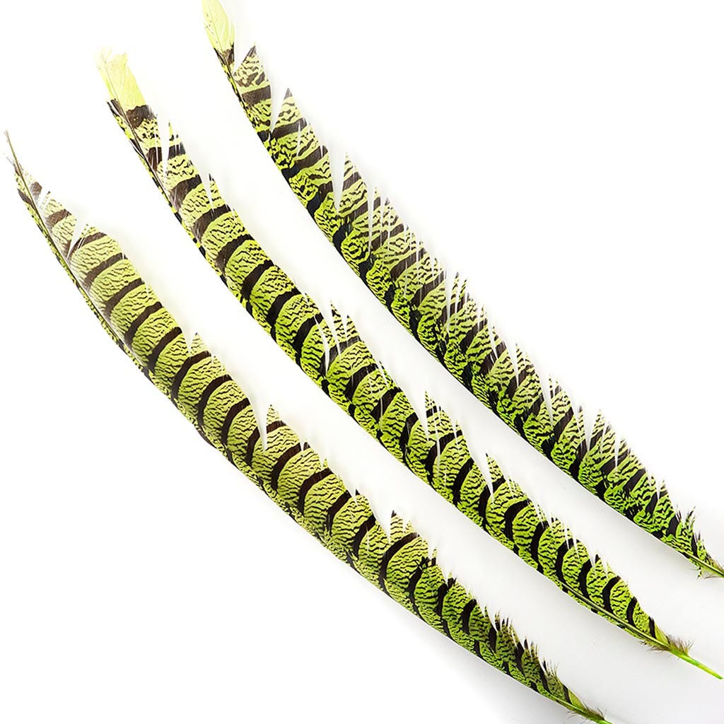 Lady Amherst Pheasant Tails - Lime