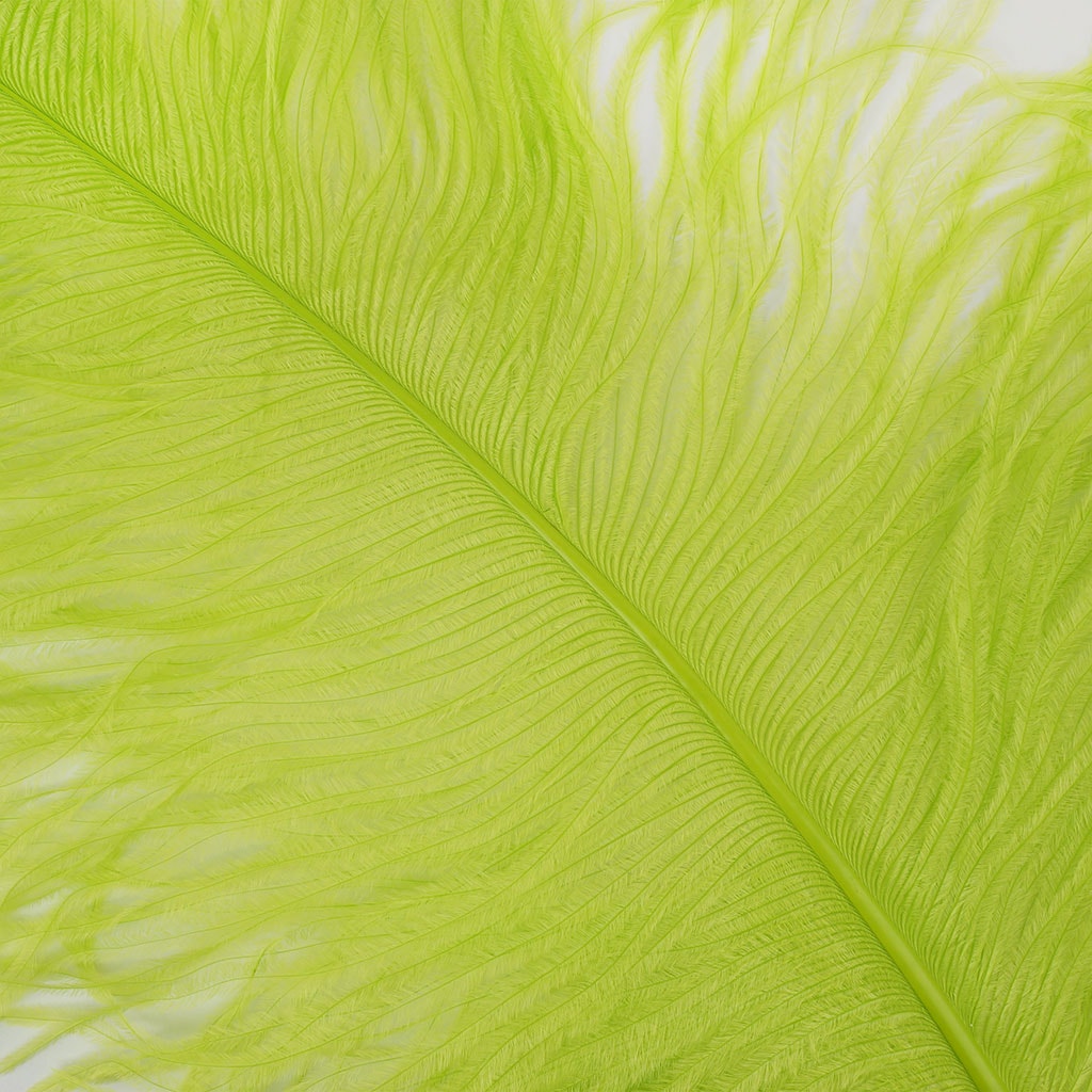 Large Ostrich Feathers - 20-25" Prime Femina Plumes - Lime