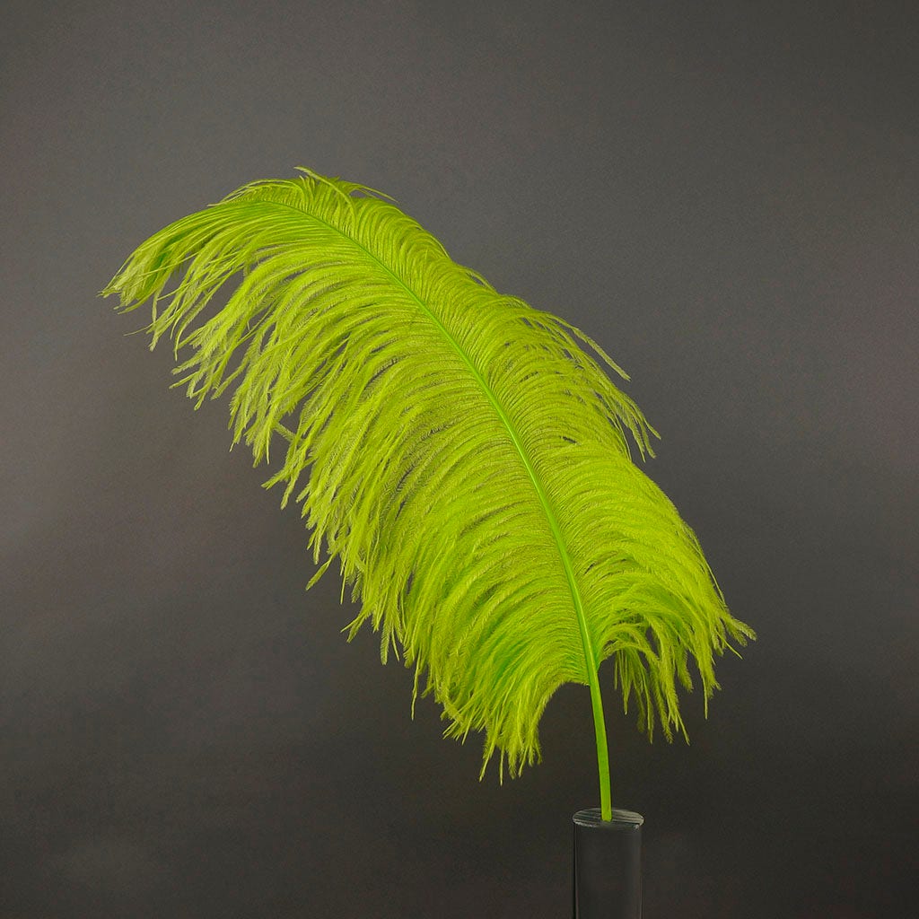 Large Ostrich Feathers - 24-30" Prime Femina Plumes - Lime