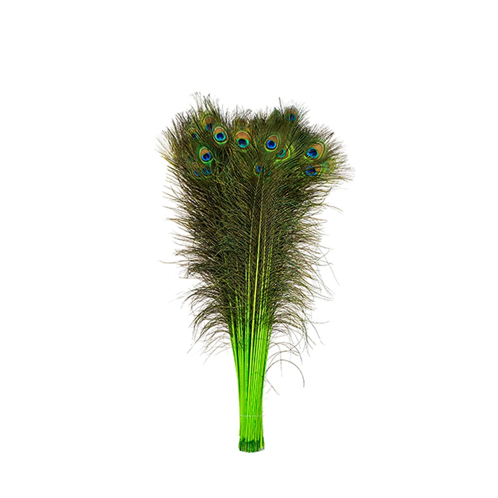 Peacock Tail Eyes Stem Dyed - 25-40 Inch - 100 PCS - Lime