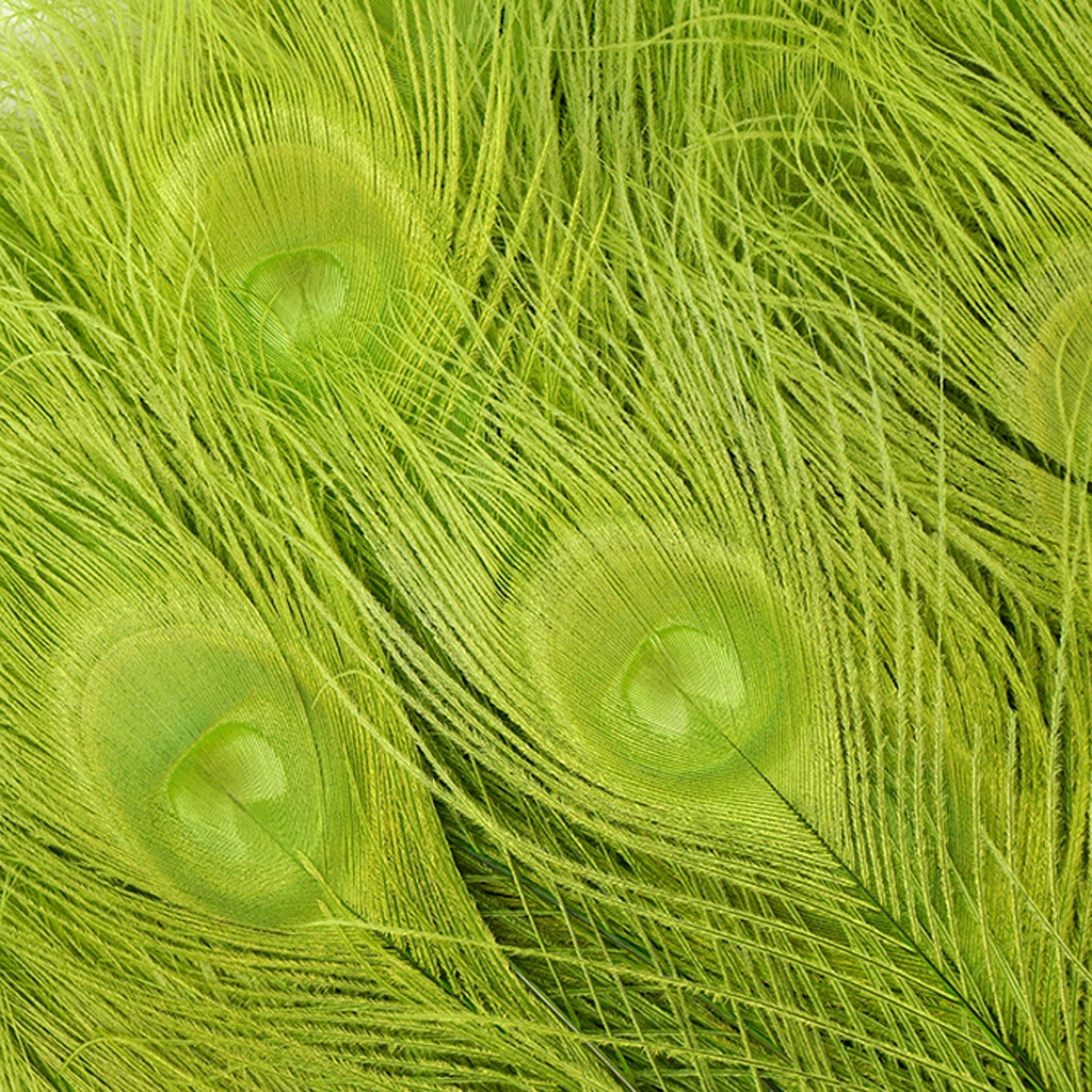 Peacock Eyes Bleached/Dyed - Lime 30-40" - 10 PC