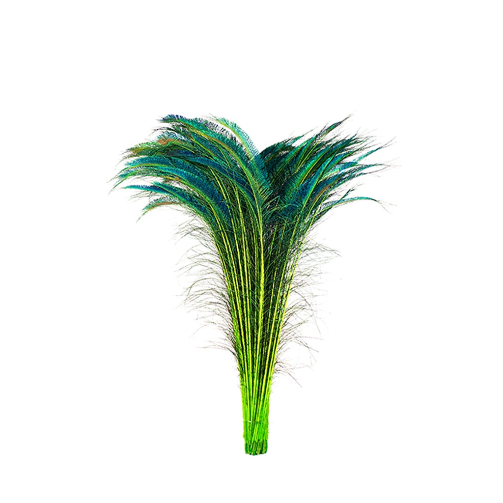 Bulk Peacock Sword Feathers Stem Dyed - 100 pc - 25-40" - Lime