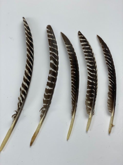 Raven Wing Feathers, 1/4 Lb Brown Turkey Pointers Quill Wing