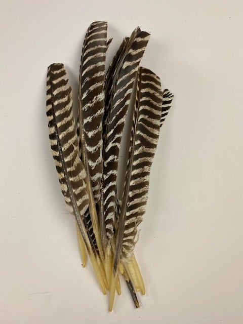 # 1 Natural Turkey Barred Rounds Wing Feathers 6 Pc Less Barring Smudge  Regalia