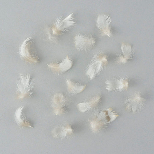 Breast Wood Duck Feathers - Natural