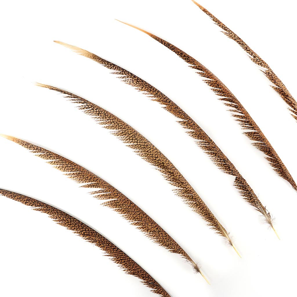 1 PC Golden Pheasant Center Tails 20-30" - Natural