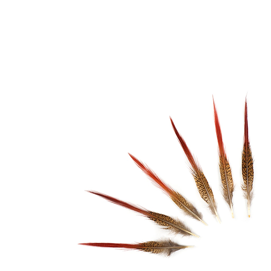 10 PC/PKG Golden Pheasant Red Top Tail Feathers  8-10" - Natural