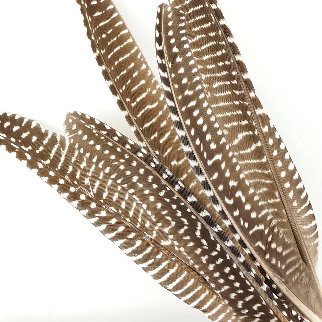 Guinea Feather Pointers Natural