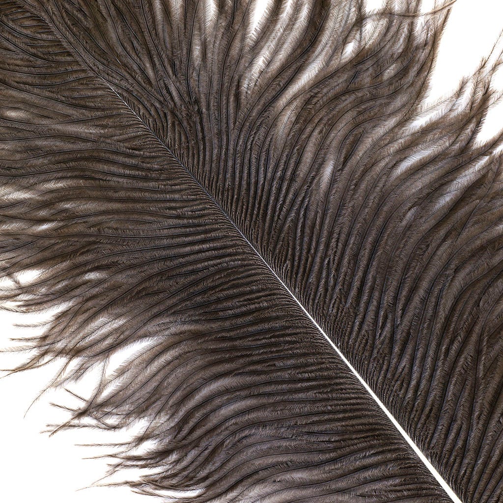Large Ostrich Feathers - 17"+ Drabs - Natural