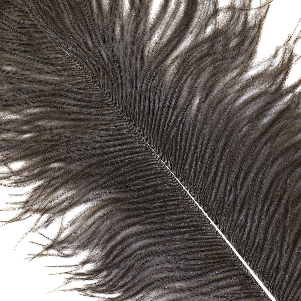 Ostrich Feathers 13-16" Drabs - Natural