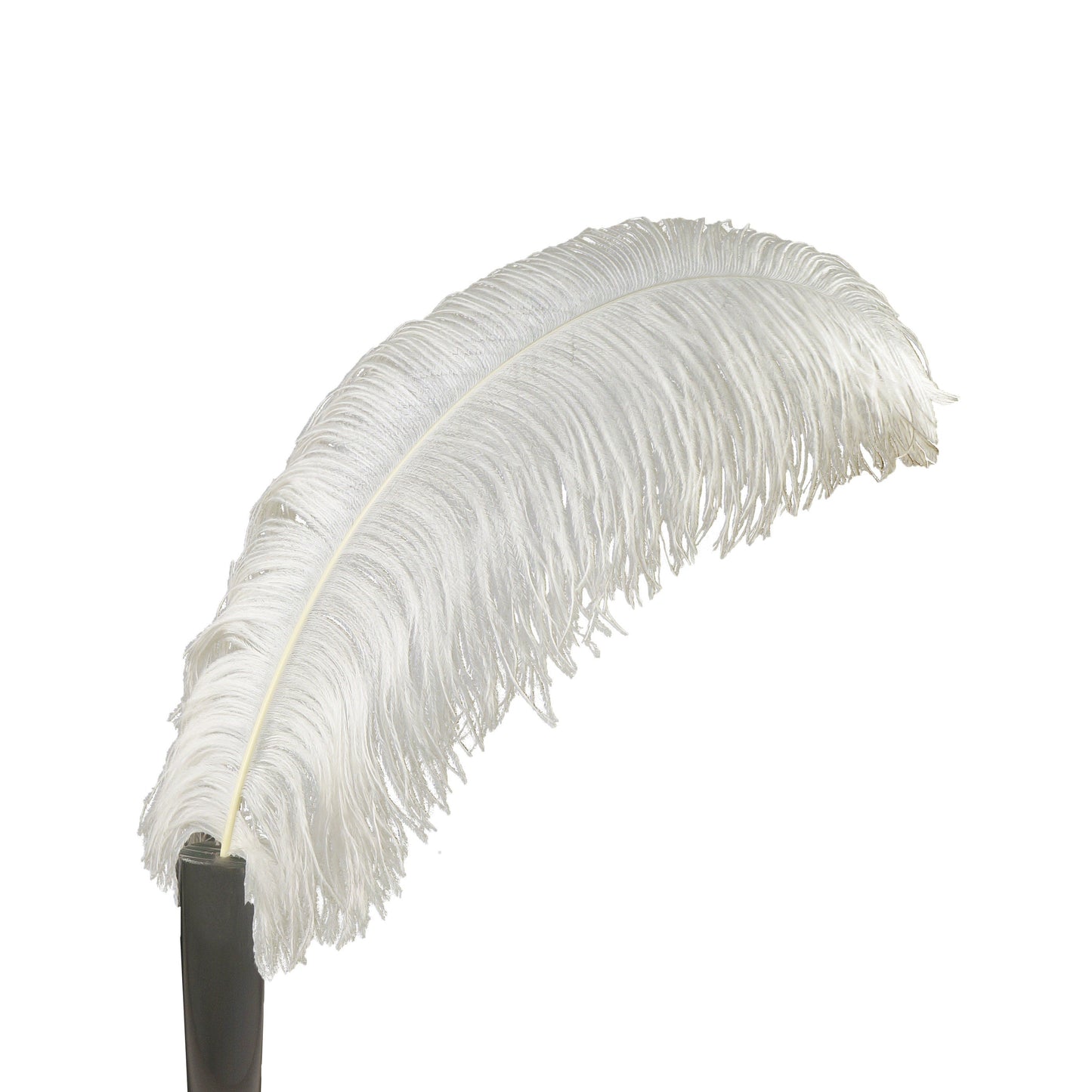 Ostrich Feathers For Sale Online