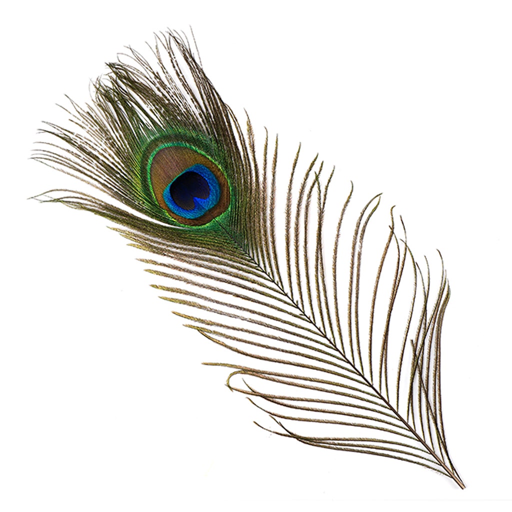 Peacock Tail Eyes  Small and Large Natural - 8 -15"
