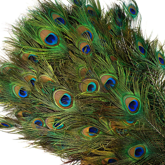 Peacock Tail Eyes Natural - 40 - 45"