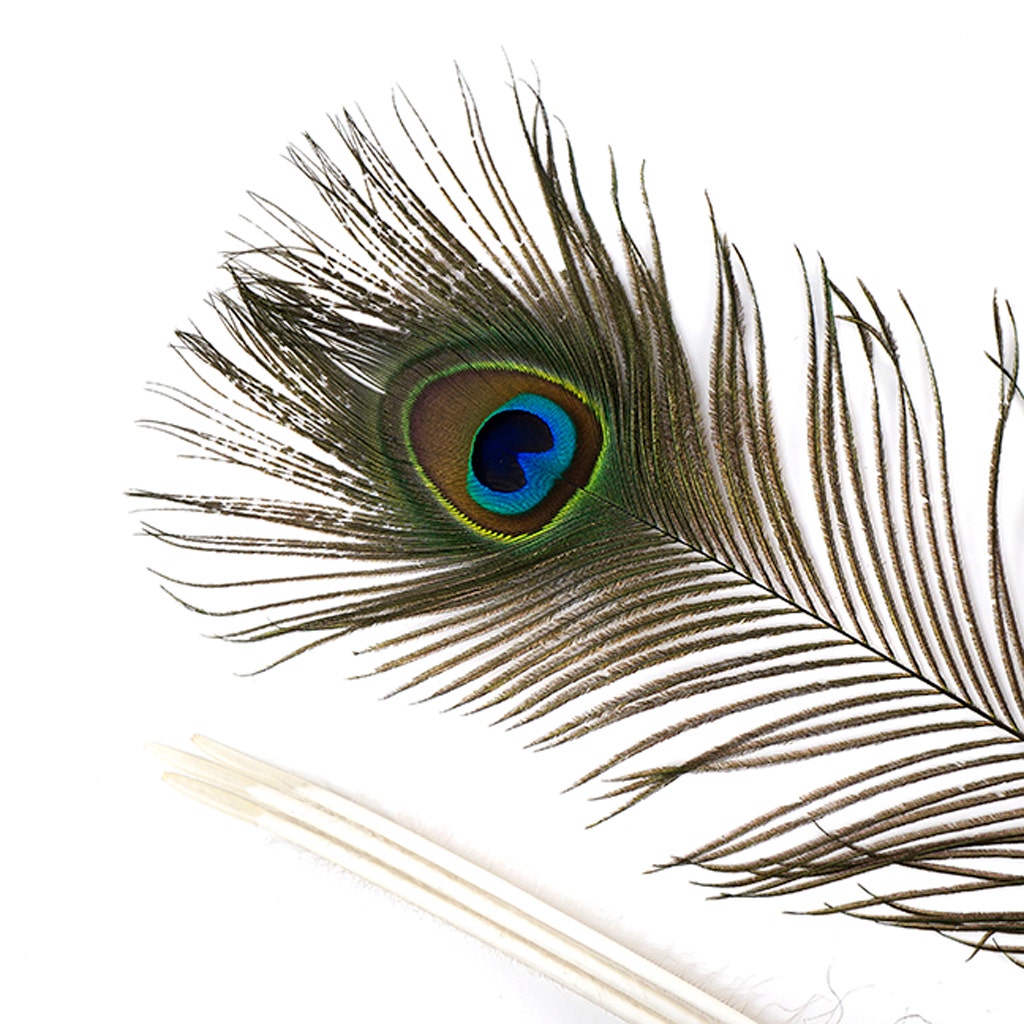 Peacock Tail Eyes Natural - 40 - 45"