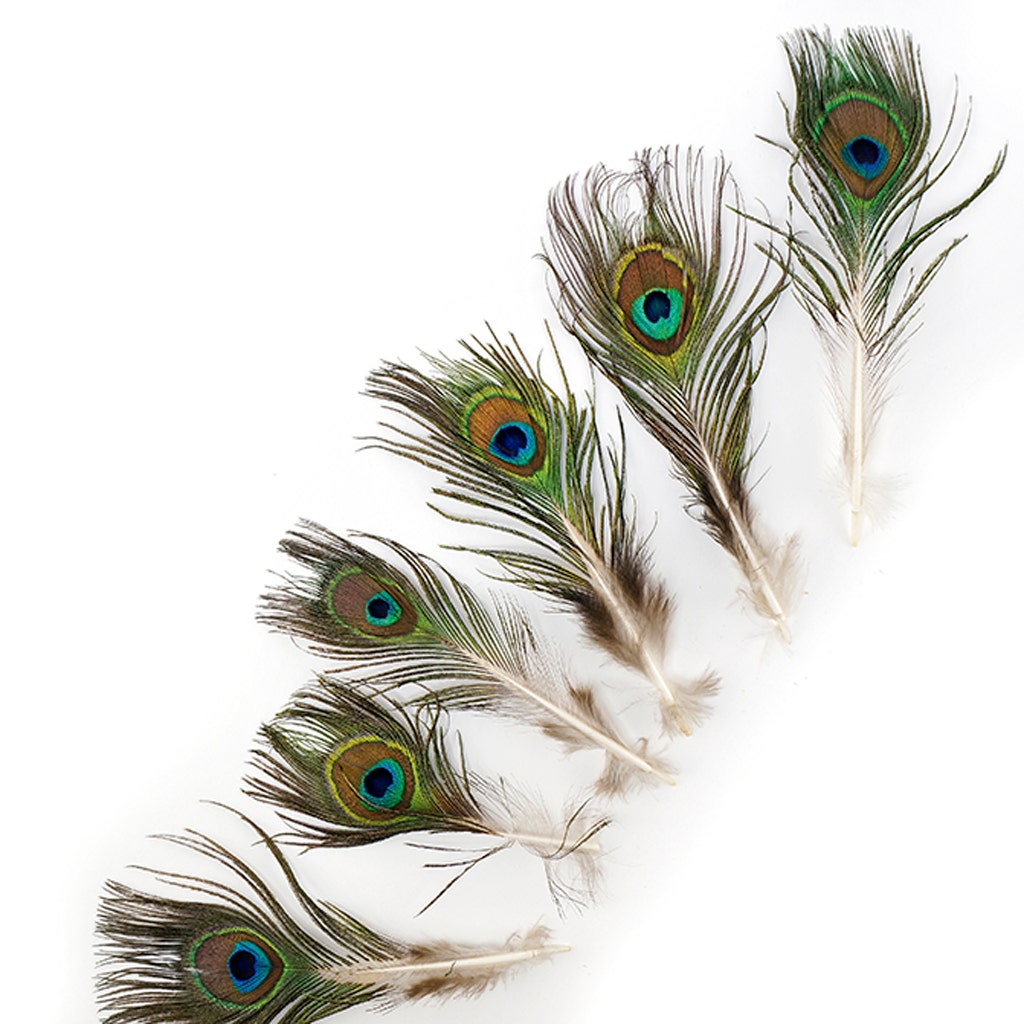 Peacock Tail W/ Small Eye -  2 - 4"