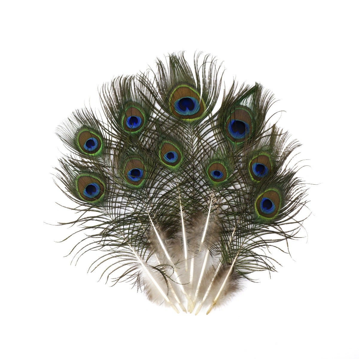 25 PCS Peacock Eye Feather Craft  4-10" - Natural