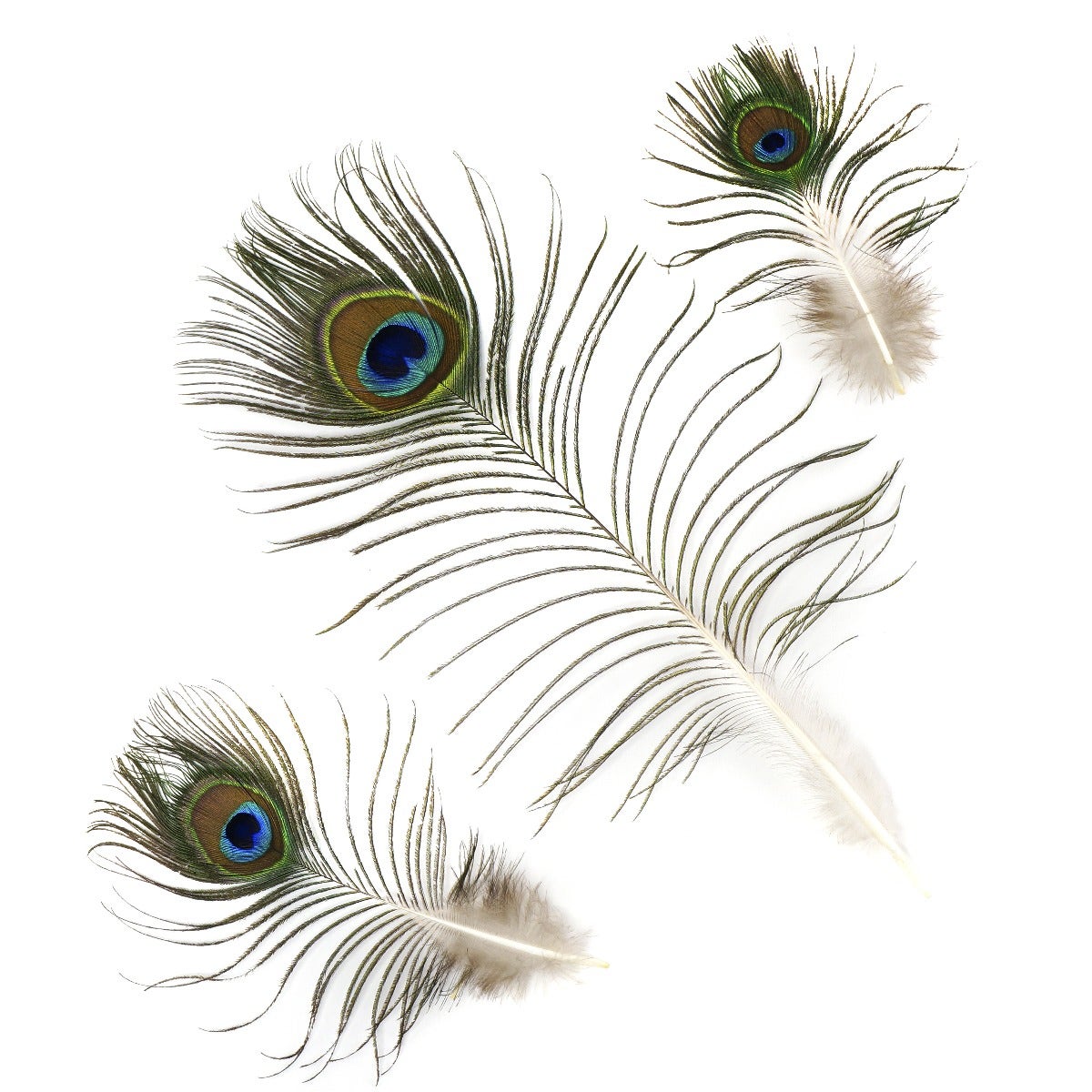 25 PCS Peacock Eye Feather Craft  4-10" - Natural