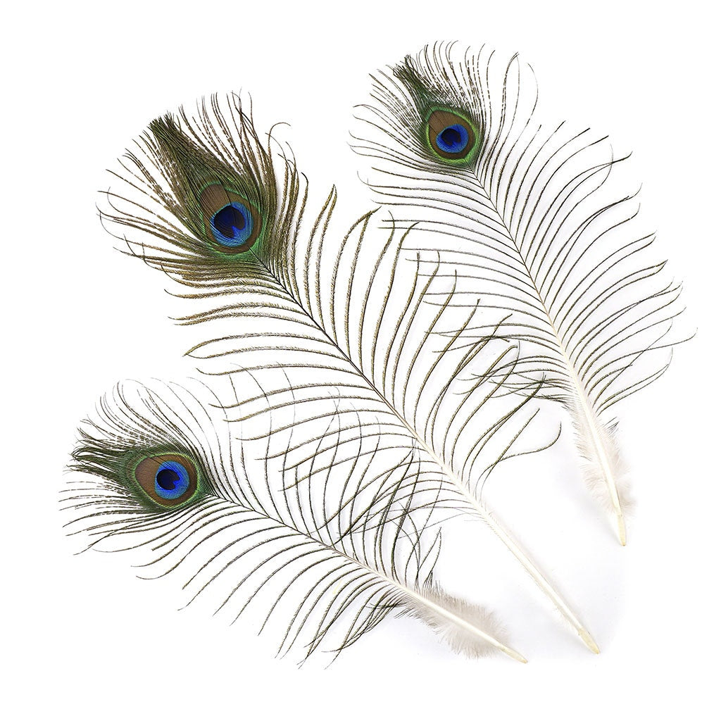 Peacock Feather w/Complete Eyes Natural