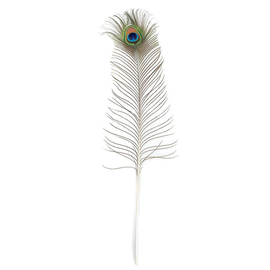 Peacock Feather Eye Natural - Natural