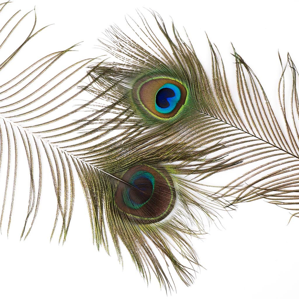 Peacock Feather Eyes Natural - 25-35"-12pcs