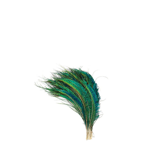 Peacock Feather Swords Left Wing 12-20" - Natural