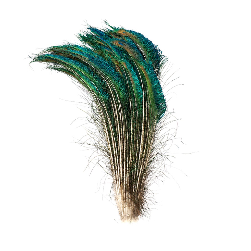 Peacock Feather Swords Natural - 15 - 25" - l