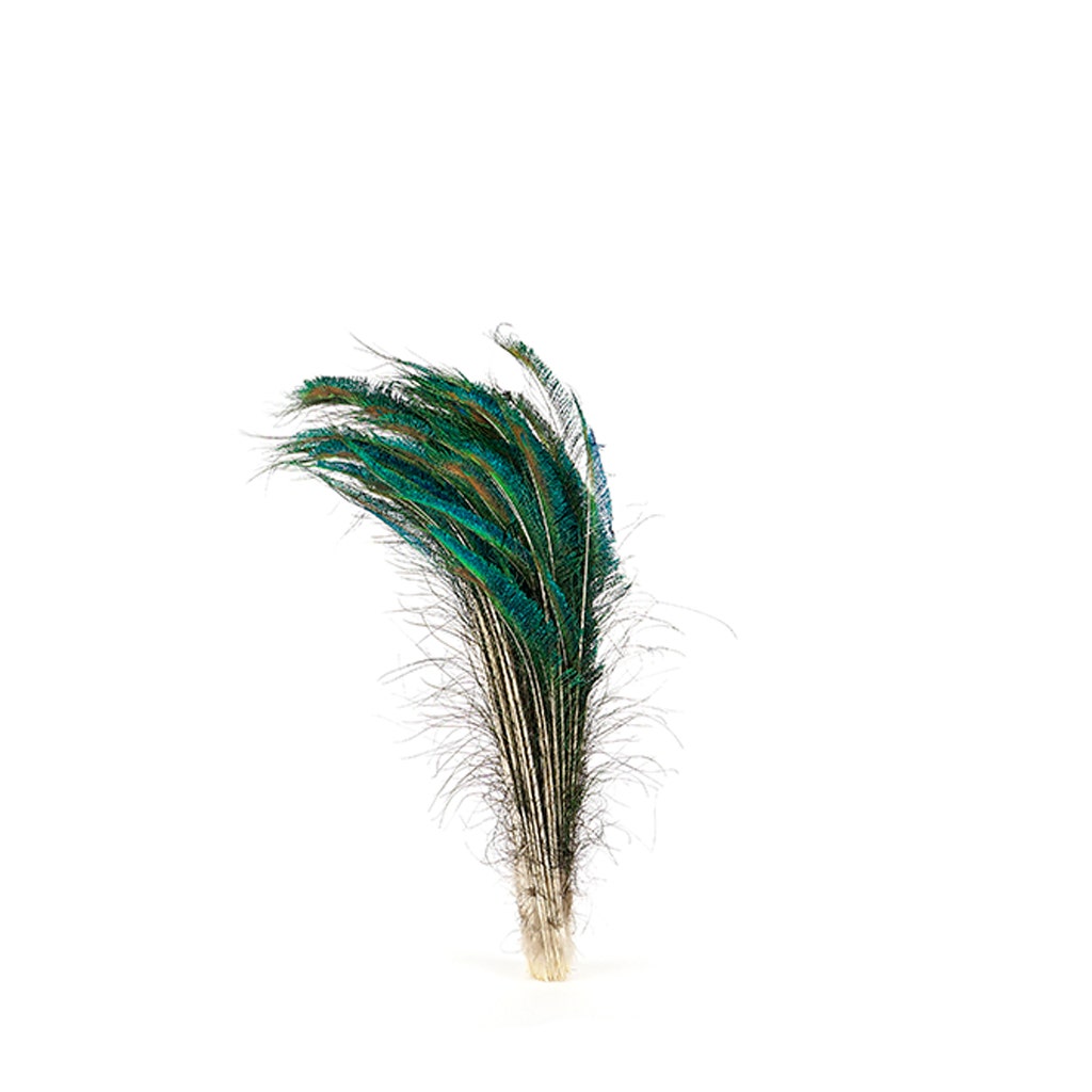Peacock Feather Swords Natural - LT - 25 - 30"