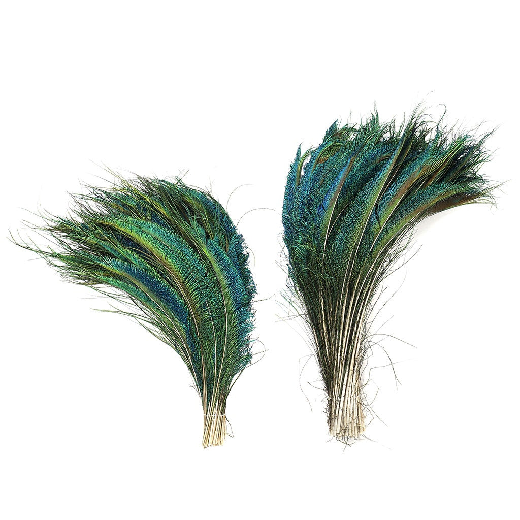 Peacock Feather Swords Natural -12 - 20" - 25PCS