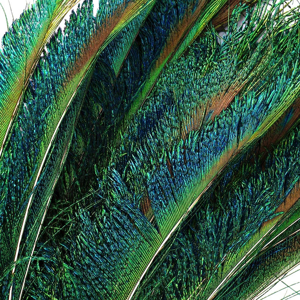Peacock Feather Swords  Right Wing 12-20" - Natural