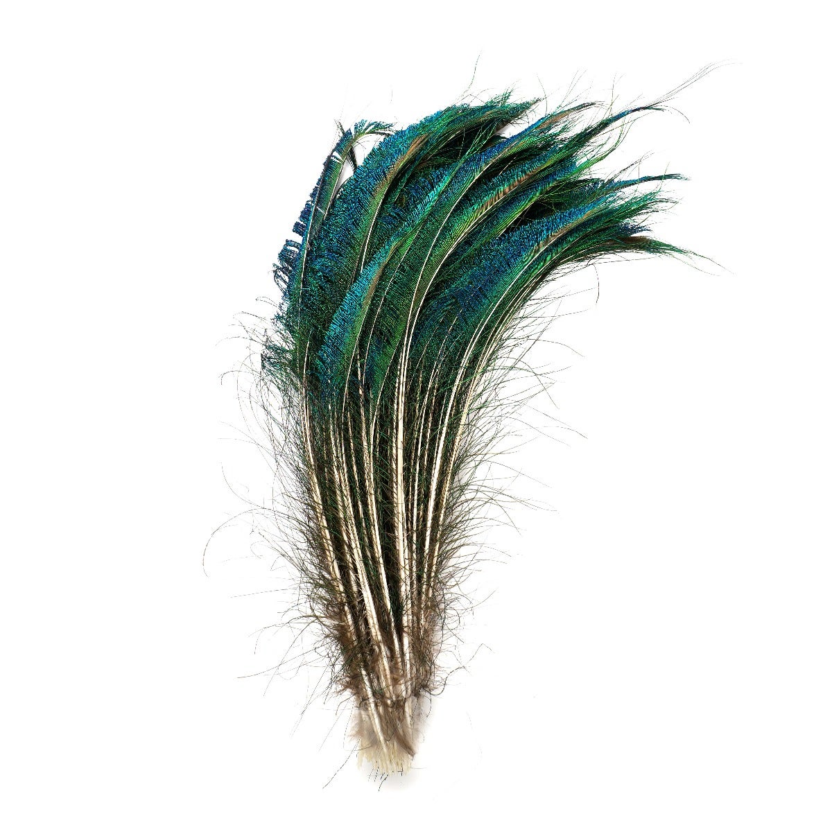 Peacock Feather Swords Natural - Natural - Approx 15-25 inches - 25 PCS